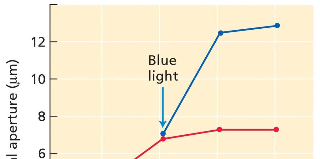 33 Specifická stomatální reakce Modré světlo způsobuje současně