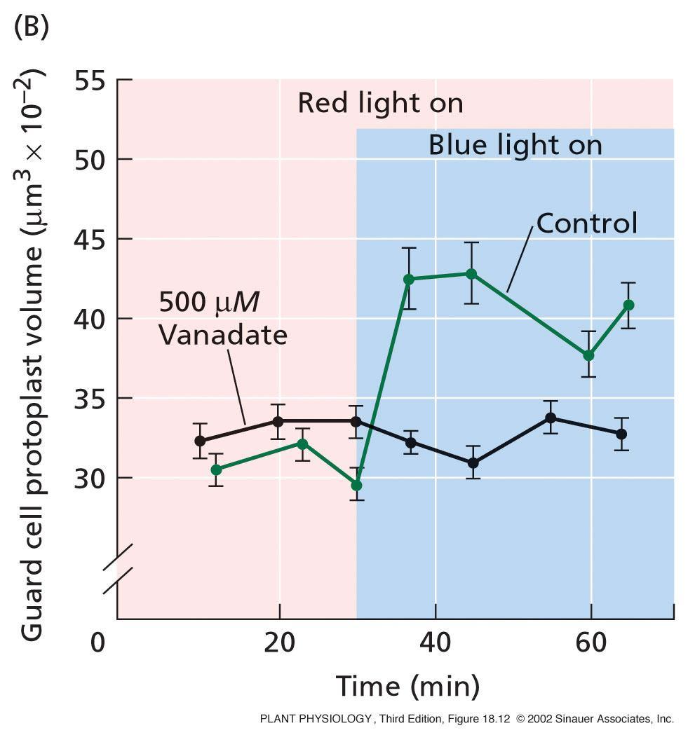 35 Modré světlo aktivuje protonovou pumpu (H + - ATPase) Po ozáření protoplastů svěracích buněk modrým světlem se ph okolního média snižuje, prostředí se okyseluje.