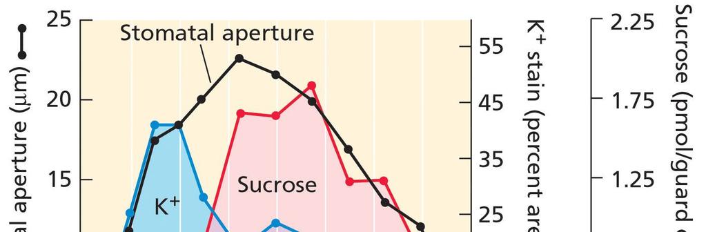 40 Cukr je osmoticky aktivní látka ve svěracích buňkách Po objevení role K +, Cl - a malátu 2- škrob-cukr hypotéza byla částečně