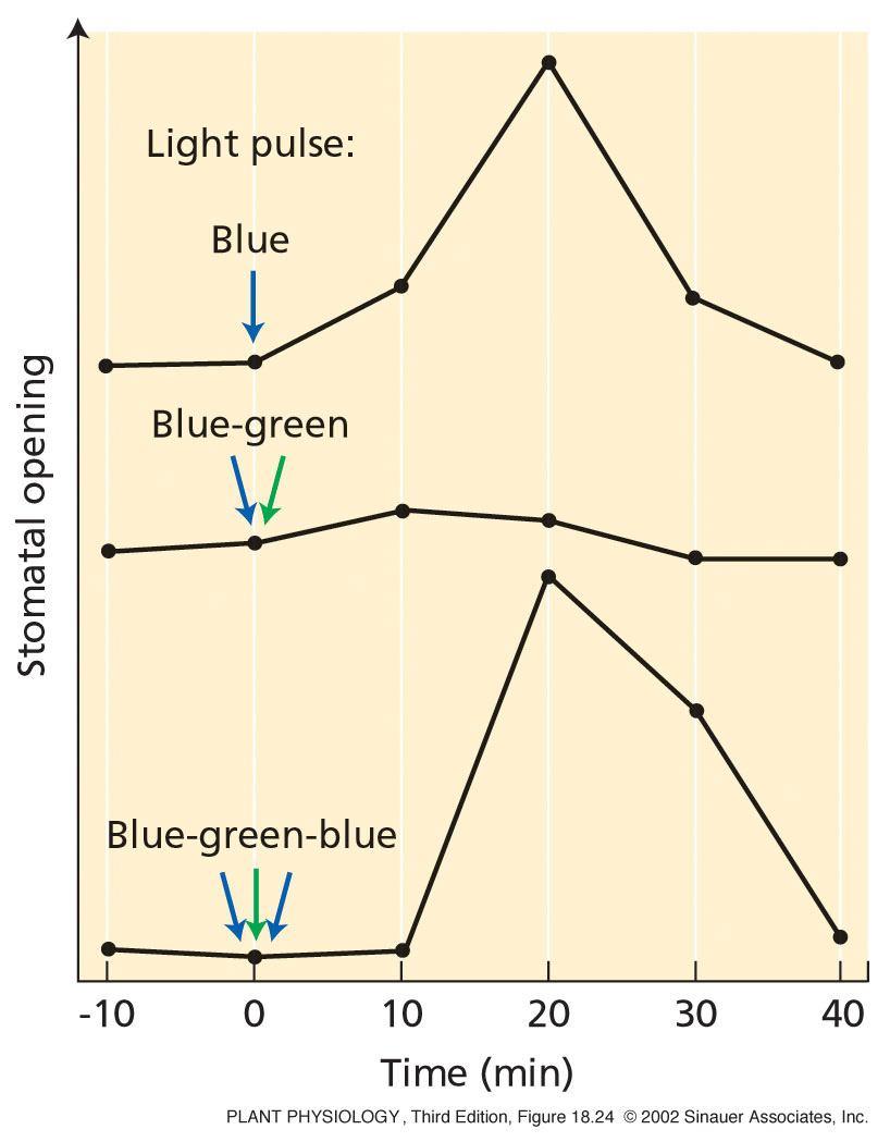 45 Reverzibilita otevírání stomat Akční spektra modrého (otevírání stomat) a zeleného (zavírání stomat) světla jsou posunuta o 90 nm Tento posun je způsoben izomerizací zeaxantinu Modré světlo Zelené