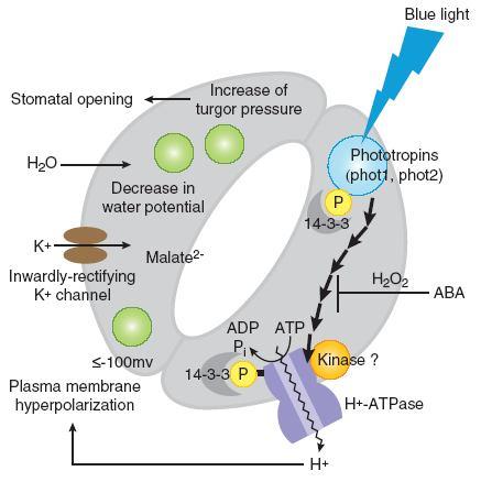 Modré světlo 47 * Aniontové kanály ** PHOT1, PHOT2 H + -ATPáza Hyperpolarizace K + - kanály H + -ATPáza: C- terminální konec má autoinhibiční doménu reguluje aktivitu ATPázy blokováním katalytického