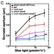UPDATE 2005 48 Do procesu otevírání stomat jsou zapojeny kromě zeaxantinu a fototropinů i kryptochromy a COP1 Otevírání stomat indukované modrým světlem: WT > cry1 = cry2 > cry1cry2 WT < CRY1-ovx =