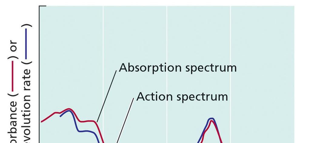 6 Akční spektrum - graf, který