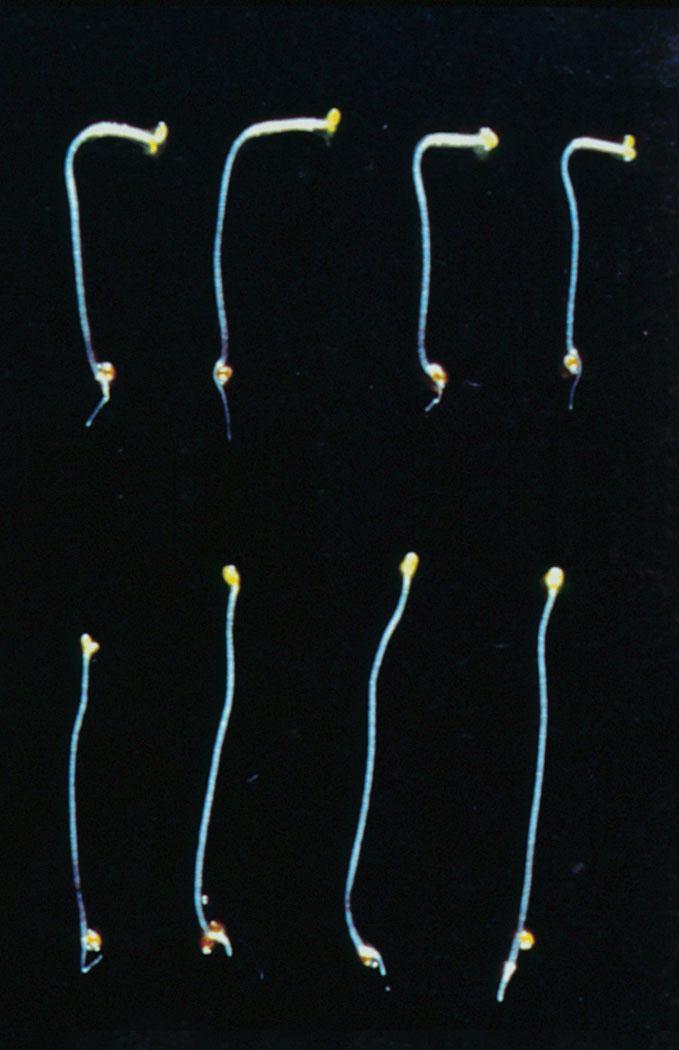 9 Arabidopsis