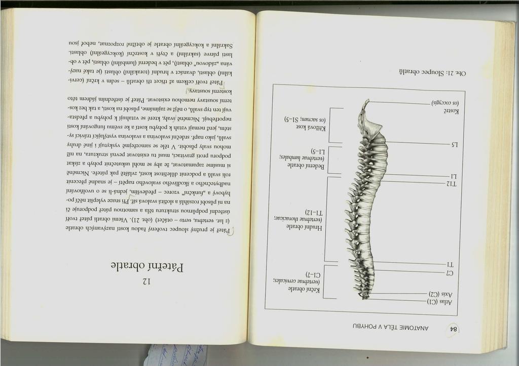 Obr. 7: Sloupec obratlů (Dimon, 2009). Hlavní funkcí páteře je nést hmotnost těla a poskytovat oporu pro svaly, jenž na ni působí při zajišťování vzpřímené podpory a pohybu.