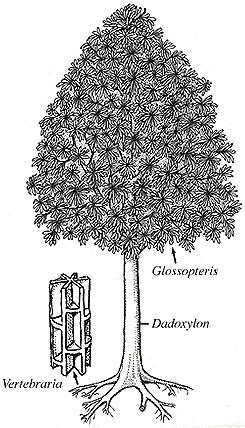 LYGINOPTERIDATAE Red