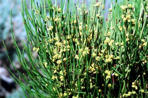 GNETATAE Ephedra Danas živi