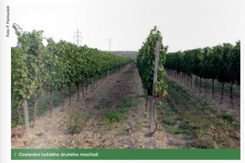 2: Stres ze sucha ve vinici s celoplošným zatravněním (P.