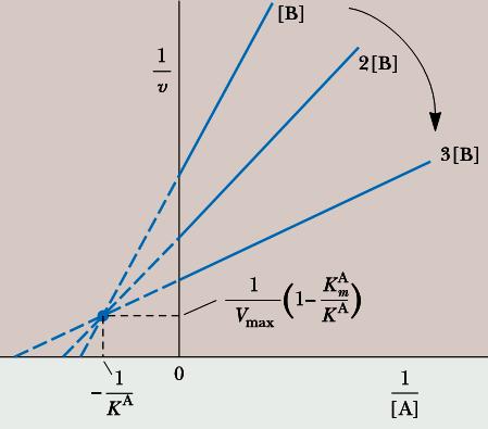 Sekenční uspořádaný = A + Vmax[A][B] [A] + m,a [B] + [A][B] A ronoážná disociační konstanta pro reakci E + E = EA (znik binárn rního komplexu) m,a a Michaelisoy konstanty pro substráty ty A a B V max