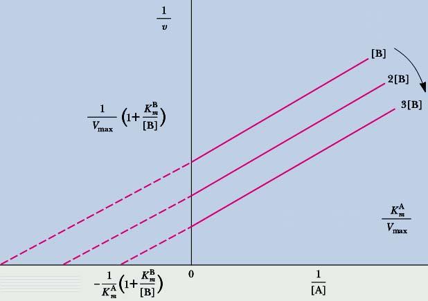 Ping- pongoý = Vmax[A][B] [A] + [B] + [A][B] m,a 1 = m, A 1 1 + 1 + m, B Vmax [A] Vmax [B] primárn rní ýnos pro prní substrát t (A) mám charakter ronoběž ěžek Jak určit typ mechanismu rychlost
