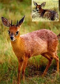 campestris DRUH ZVĚŘE česky, anglicky, latinsky FARMA LOSKOP (oblast