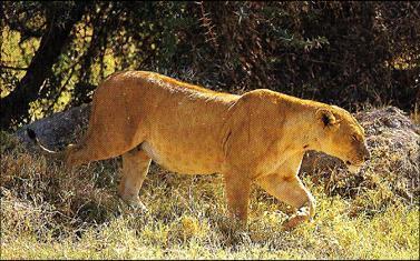 Lvice dospělá velká Lioness adult big