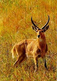 obyčejný Common Reedbuck Redunca