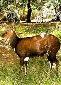 Lesoň pestrý Bushbuck Tragelaphus scriptus 800 600 30