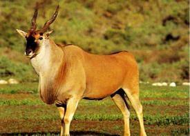 Losí Common Eland Taurotragus