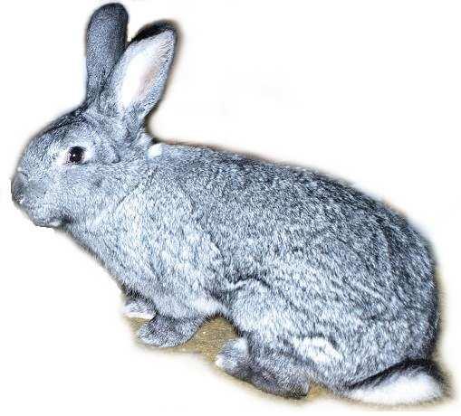 Katalog speciální výstavy klubu chovatelů králíků Činčil velkých Adresa