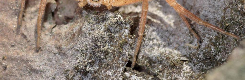 Erhart) Nová lokalita sklípkánka hnědého (Atypus affinis) Při návštěvě pískovny u Jílovic