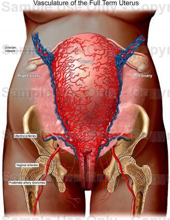 Myometrium