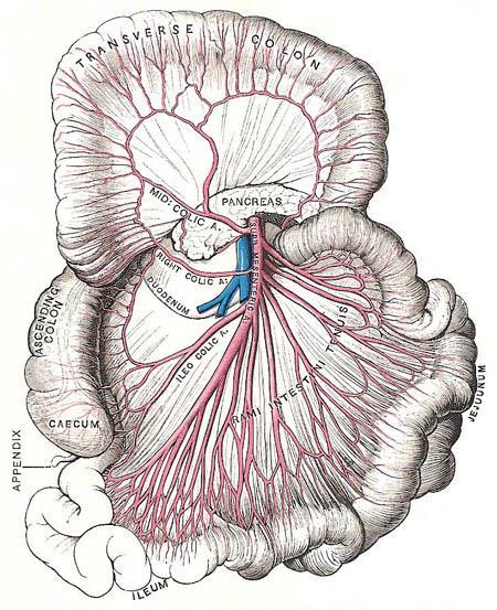 Arteria mesenterica superior L1, 1 cm pod TC ventrálně: collum pancreatis dorzálně: aorta, v. renalis sin.