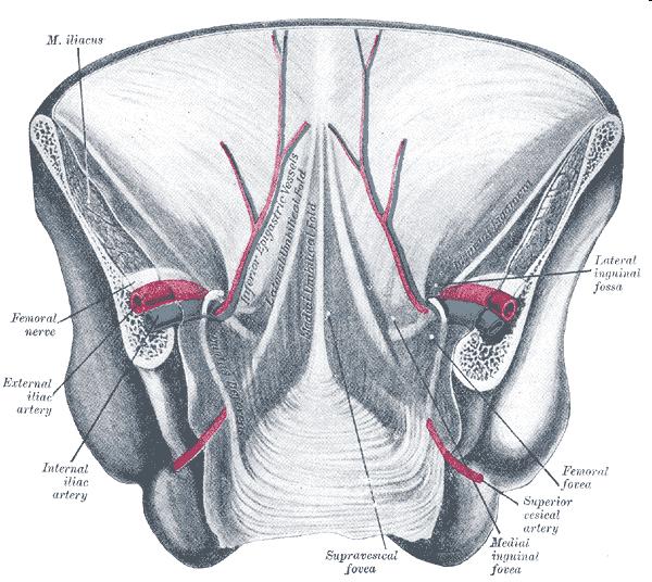 Arteria umbilicalis pars patens aa.