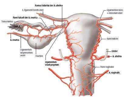 Ao. abdominalis: a.