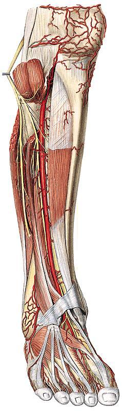 Arteria tibialis anterior proximálně skrz membrana interossea cruris běží s n. fibularis profundus připoutána poutky k bláně (vincula) málo pohyblivá krvácení při zlomenině (a.