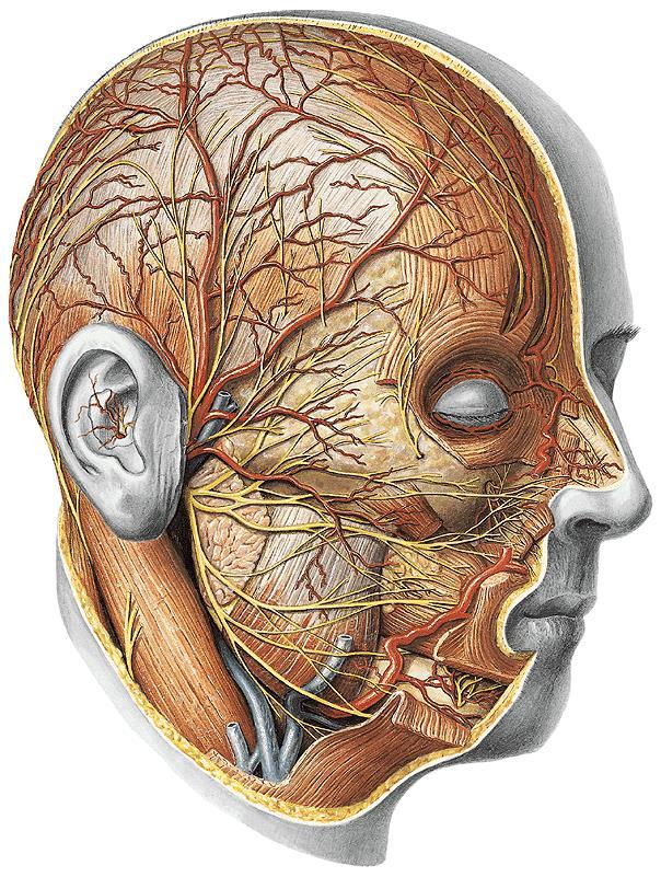 A. facialis trigonum submandibulare podbíhá: v. post. m. digastrici m.