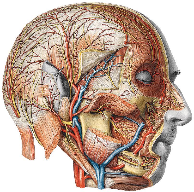 Arteria temporalis superficialis koncová větev r. parotideus a. transversa faciei rr.