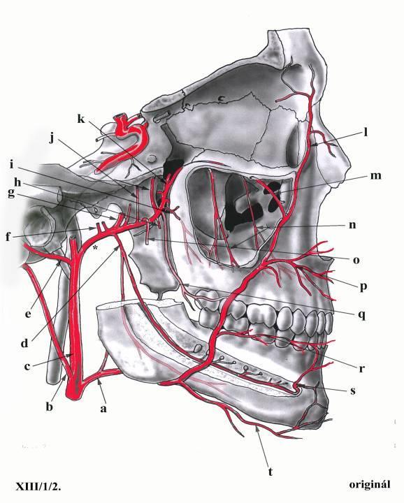 aa. alveolares sup. post. foramina + canales alveolares rr. dentales + peridentales a. infraorbitalis sulcus + canalis infraorbitalis a. alveolaris sup. media a. alveolaris sup. ant. a. canalis pterygoidei canalis pterygoideus r.