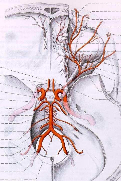 A. ophthalmica odstup pod pravým