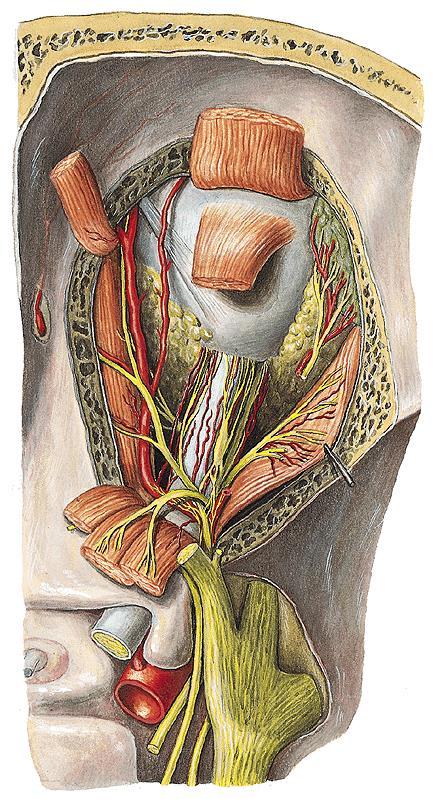 Arteria ophthalmica a. centralis retinae pars extraocularis + intraocularis a. lacrimalis aa. musculares a. supraorbitalis a.