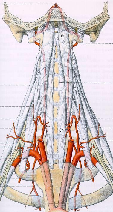 Arteria vertebralis pars prevertebralis pars cervicalis s. transversaria forr. transversaria C6-C1 rr. spinales et musculares pars atlantica sulcus a.v. (canalis a.v.) membrana atlantooccipitalis post.