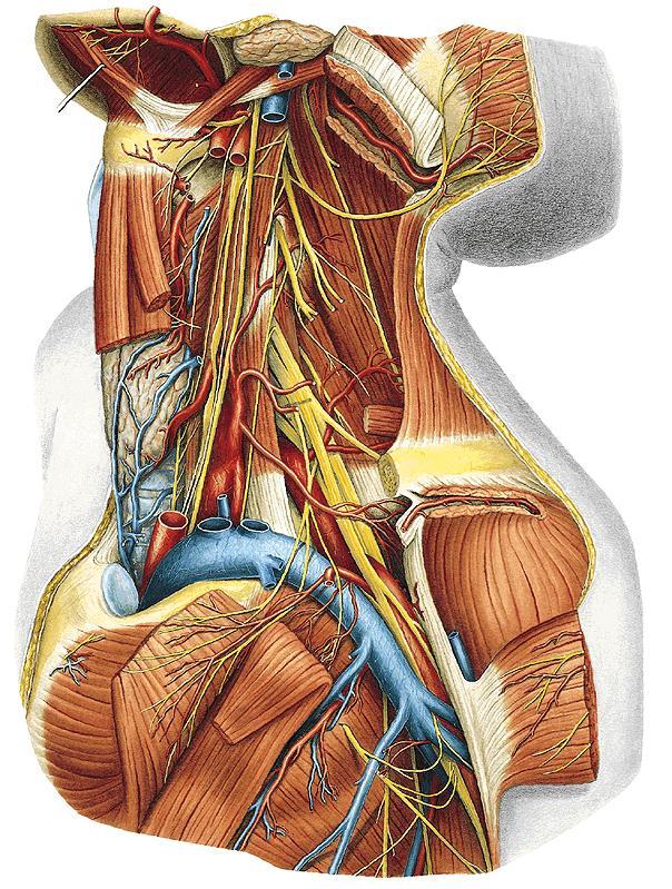 Truncus thyrocervicalis a. thyroidea inf. a. laryngea inf. rr. glandulares rr. oesophageales rr.