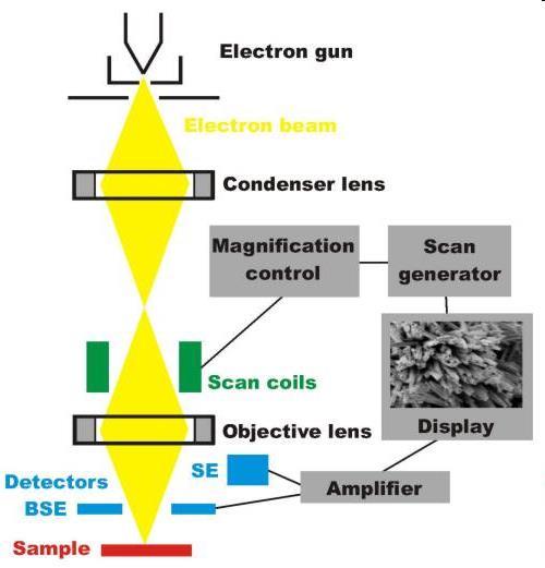 Princip funkce Stejně jako TEM používá i SEM proud elektronů Tvorba elektronů elektronovým zdrojem Modulace paprsku elektronů elektromagnetickými čočkami Po interakci se