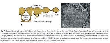 Cephalaspis Laxaspis