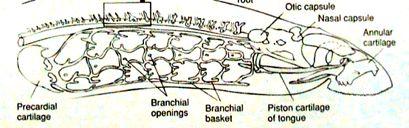 ploténka(parachordalia,trabeculae)zuprostřed otvor(hypofysa),capsulaaudieva,olfactoria,podoční