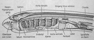 MihuleZživotnícyklus Chybížaludek,hltansvodorovnoupřepážkou (dors.č.trávicí,ventr.dýchacízslepá),jícen, střevorovnéztyphlosolis,anus.