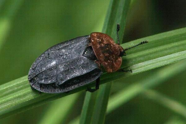 mršinách Nicrophorus