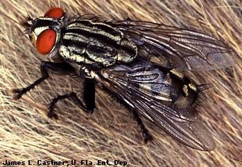 (Diptera-Brachycera) - masařky Zátupci krátkorohých