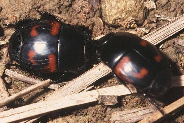 Pedobiologie: společenstva na trusu a mršinách Histeridae: Hololepta plana