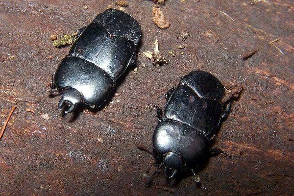 mršníků (Coleoptera: Histeridae) nacházíme jak druhy saproxylické, tak