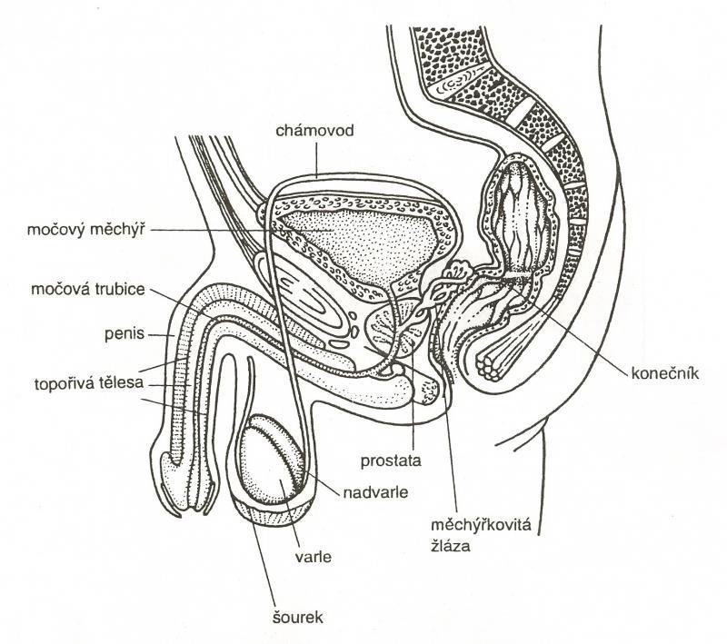 Obrázek č. 2: muţské pohlavní ústrojí Zdroj:http://skolajecna.cz/biologie/Images/Textbook/Big/0120000/00312.jpg. 3.