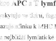 Obr.2 Interakce APC s T Iymfocytem na molekulární úrovni: Nezralá dendritická b uňka se vyskytuje ve tkáni, fagocytuje okolní materiál, zpracovává ho v lysosomech a vyčk á vá na antigen, který