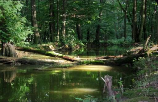 podkroví Muzea ČTVRTEČNÍCI: PROCHÁZKA LUŽNÍMI LESY POODŘÍ CHKO Poodří a její fauna a