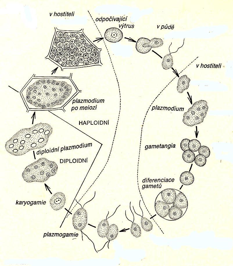 přezimující sporosorus tlustostěnných cyst v buňce hostitele kořen hostitele R!