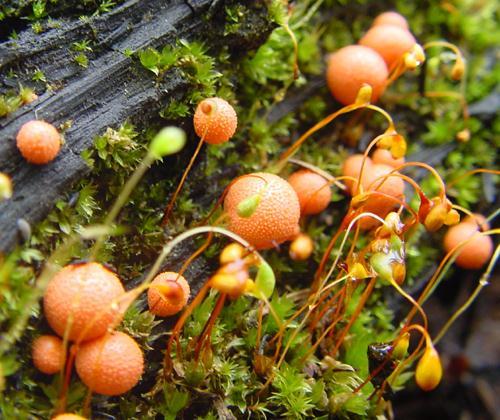 Lycogala epidendrum