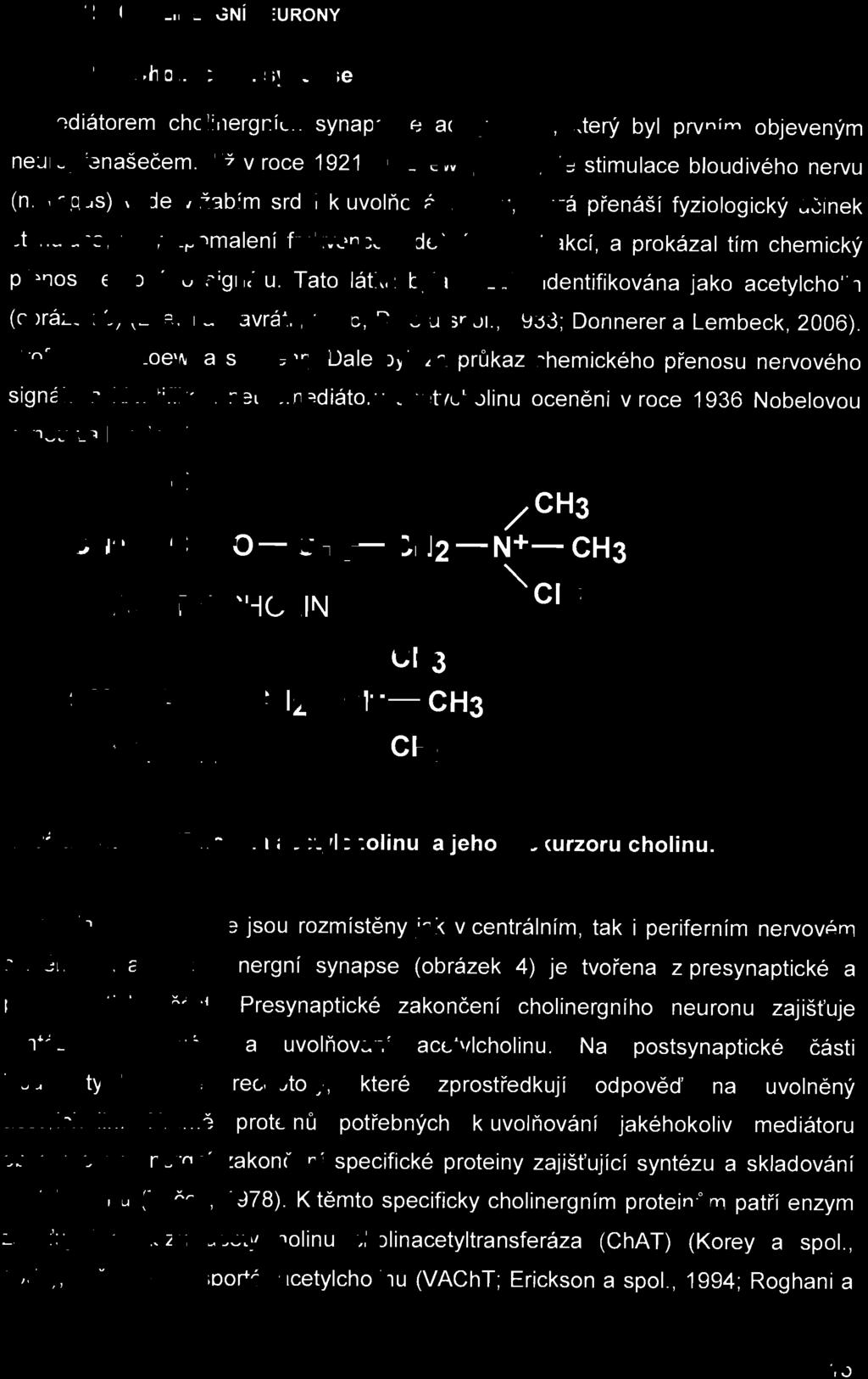 vagus) vede v žabím srdci k uvolň o vání látky, která přenáší fyziologický úč inek stimulace, tedy zpomalení frekvence srd ečních kontrakcí, a prokázal tím chemický p ře nos nervového signálu.