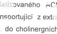 Na základě in silu hybridizace a imunohistochemie je známo, že ChT1 se vyskytuje převážně na synapsích cholinergních neuronů a jeho lokalizace je podobná lokalizaci ChAT a vá č kového p ře n aše če