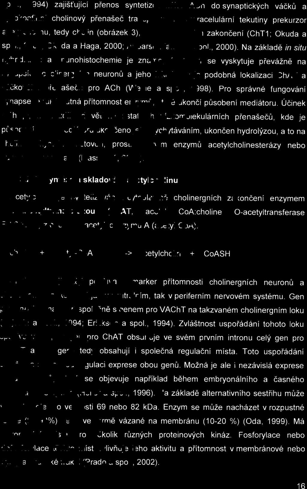 jak v centrálním, tak v periferním nervovém systému. Gen pro ChAT se nachází s po l eč ně s genem pro VAChT na takzvaném cholinergním loku (Bejanin a spol, 1994; Erickson a spol, 1994).