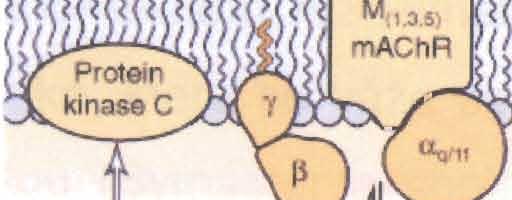 Inhlbltlon of adenylyl cyclase Primary biochemlcal